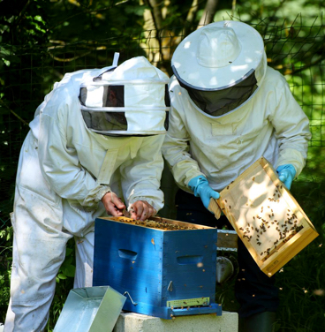 Apiculteurs Ferme 30 Arpents Cellier