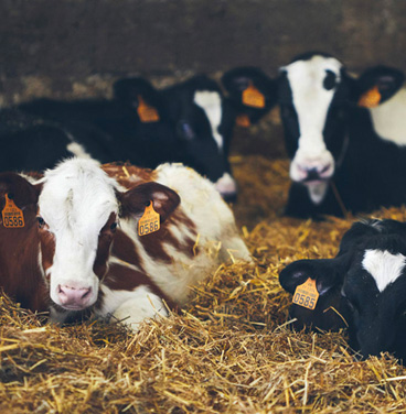 Visite-ferme